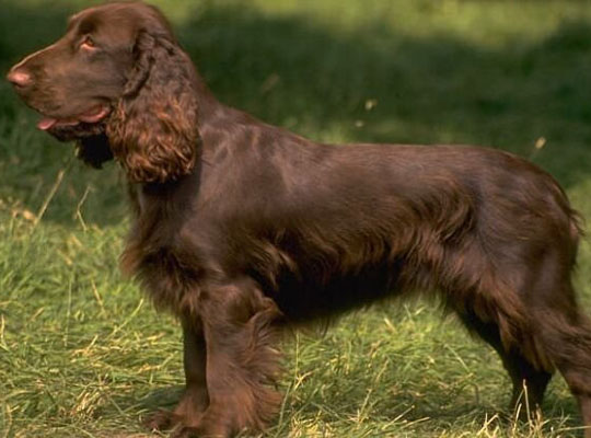 American Water Spaniel